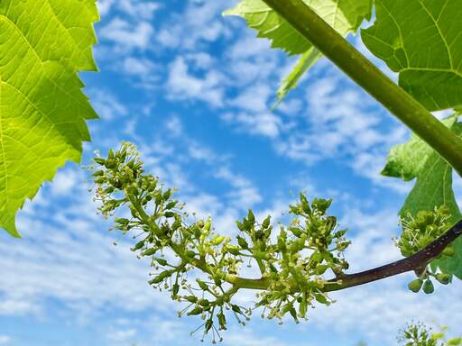 Delicate grape bloom in vineyard.