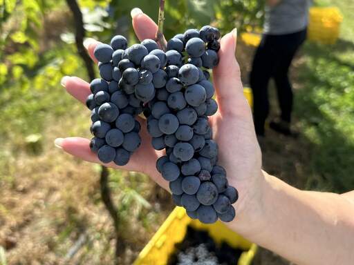 A cluster of red wine grapes in hand